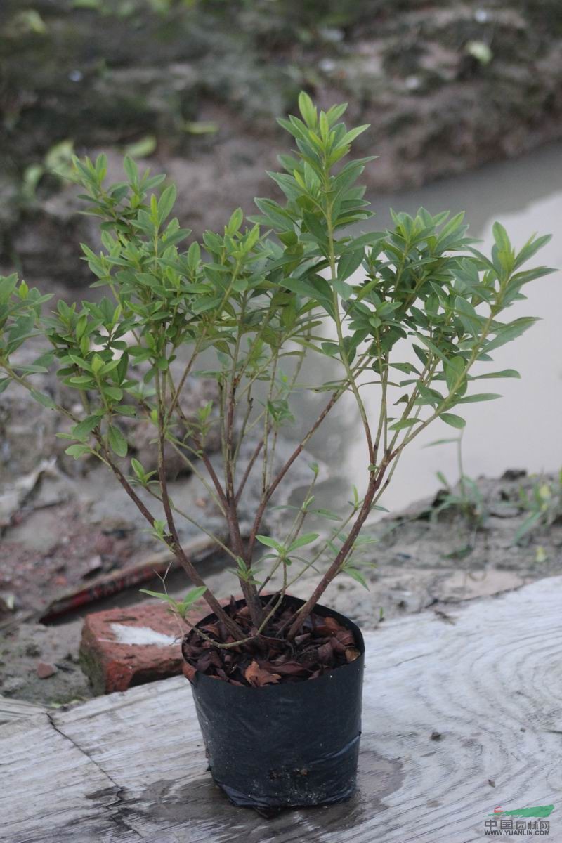 广东七斤袋毛杜鹃4,高:30cm--35cm介绍