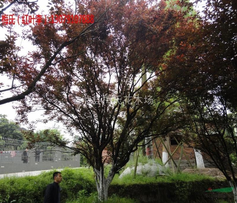 泸县梅氏花木—丛生红叶李,低分枝红叶李,红叶李,重庆图片