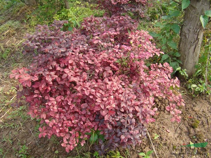 湖南湖南红继木2介绍