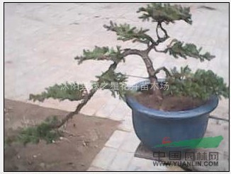ذ辰辰辰辰޺辰ë׮