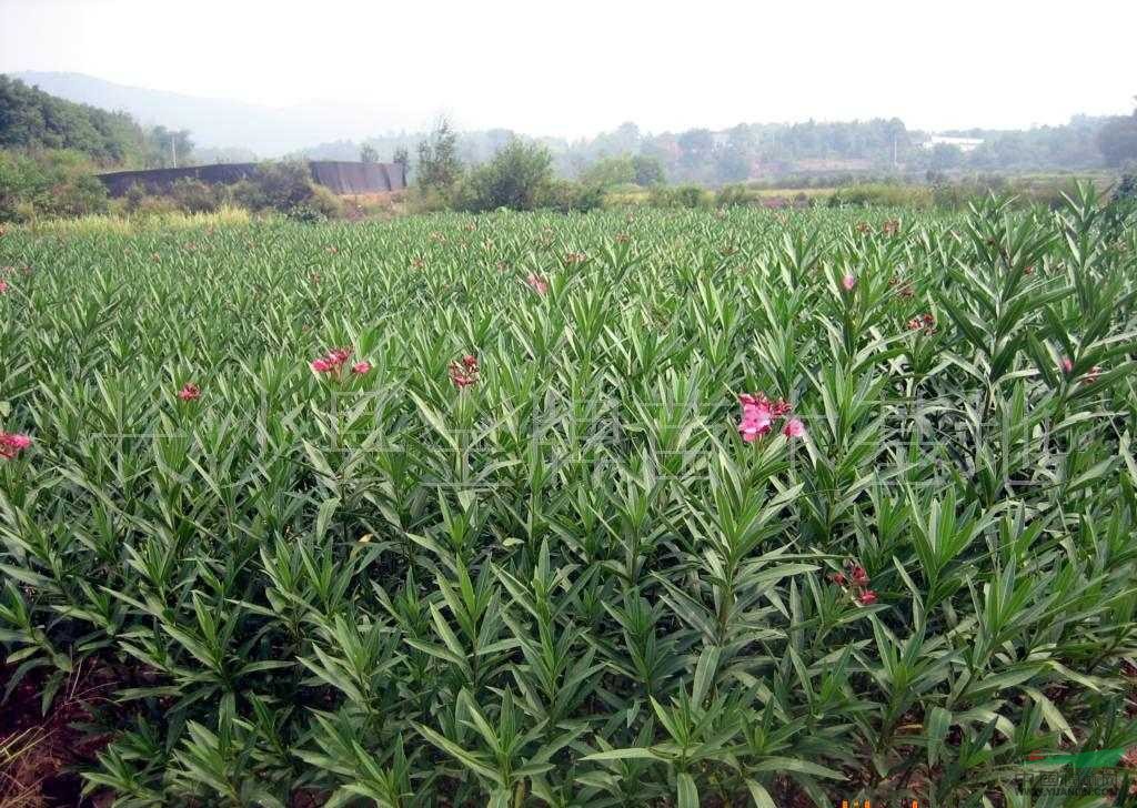 小叶蚊母,阔叶十大功劳 小叶蚊母,阔叶十大功劳