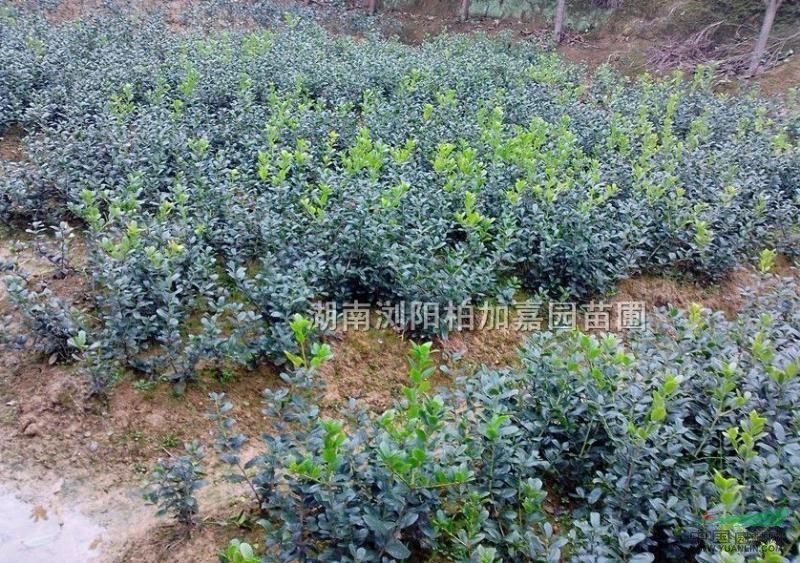 无刺狗骨,红果冬青图片\无刺狗骨,红果冬青报价