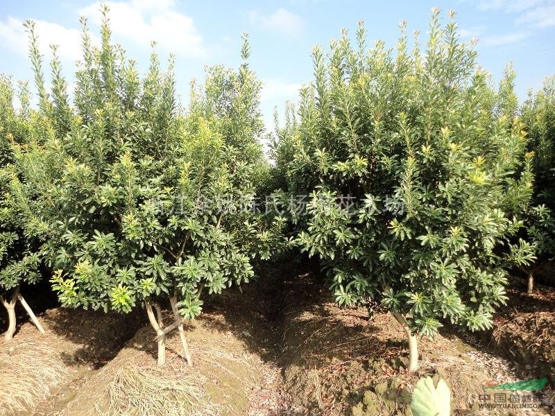 浙江 杨梅树 荸荠种 东魁 大黑炭 白杨梅 嫁接苗 杨梅苗