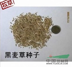 供应进口麦草种子,一年生黑麦草种子,黑麦草种子