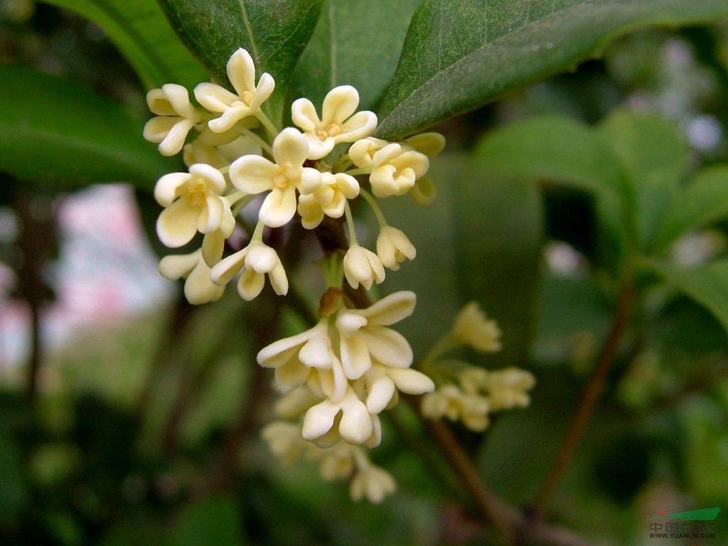 桂花树价格