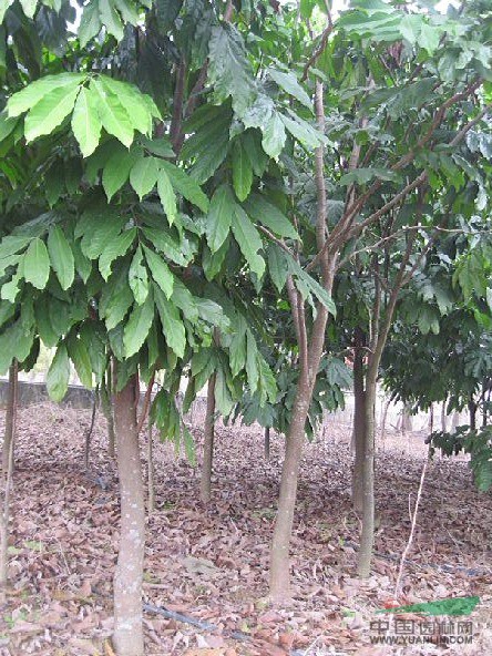 广西南宁8公分无忧树 _15177134808_南宁小赖园艺场