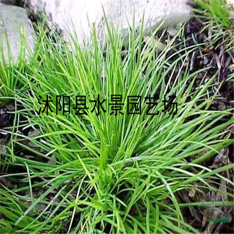 供应金边细叶菖蒲 石菖蒲 水菖蒲 金边菖蒲苗 菖蒲基地