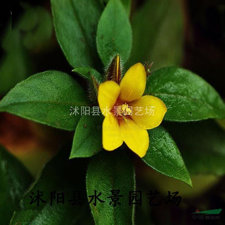 过路黄,金钱草,真金草,走游草,铺地莲