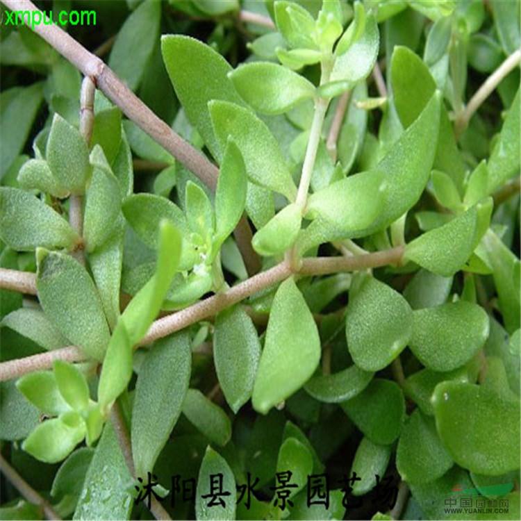 供应垂盆草 垂盆草价格 垂盆草批发 大量供应垂盆草