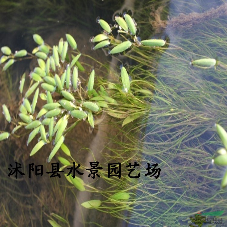 供应马来眼子菜 眼子菜价格 马兰眼子菜基地 水生植物马来眼子