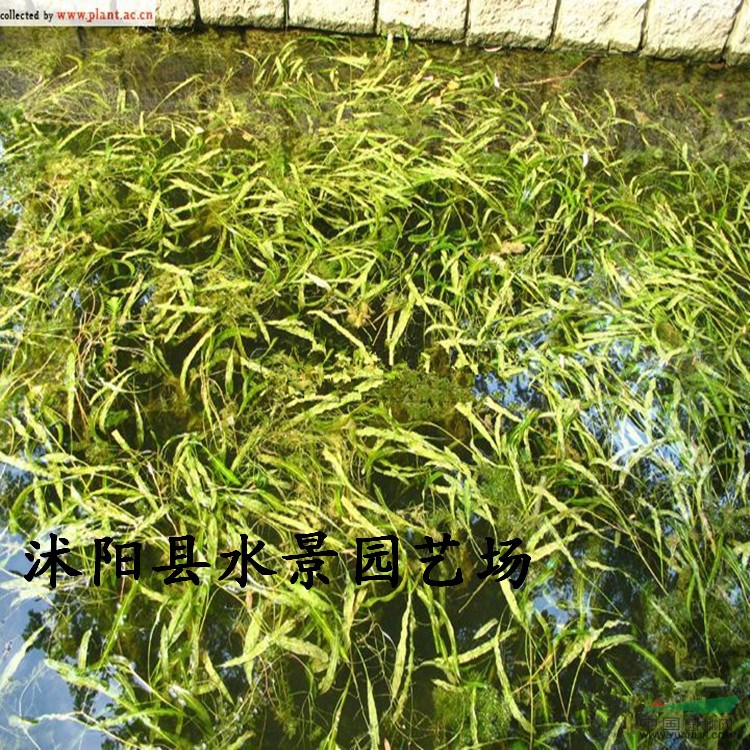 供应马来眼子菜 眼子菜价格 马兰眼子菜基地 水生植物马来眼子