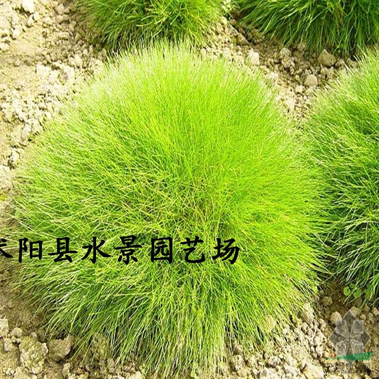 江苏细叶苔草 金叶苔草 细叶针芒 细叶苔草价格