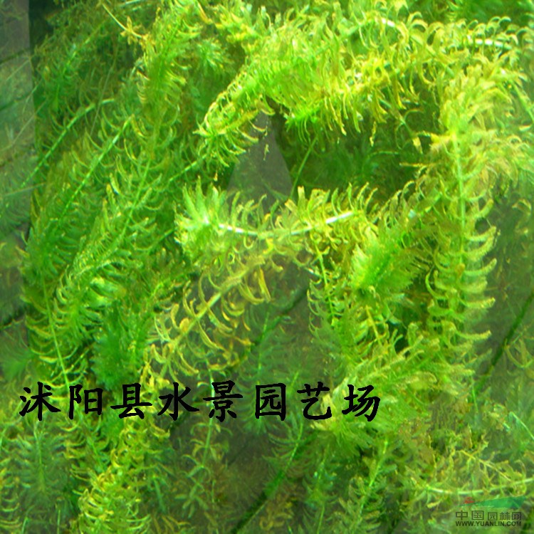 江苏黑藻 轮叶黑藻 水生植物 藻类批发 黑藻价格