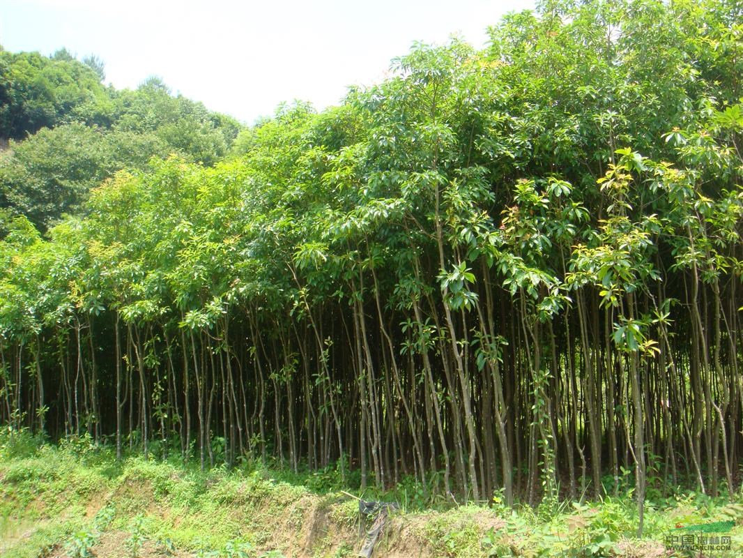 2014年重阳木图片,5-12公分重阳木价格,重阳木的价格图片