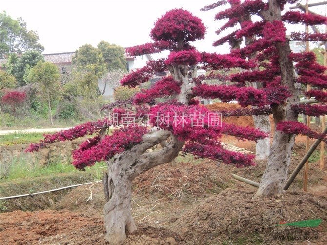 造型红花继木,湖南造型红花继木新图片