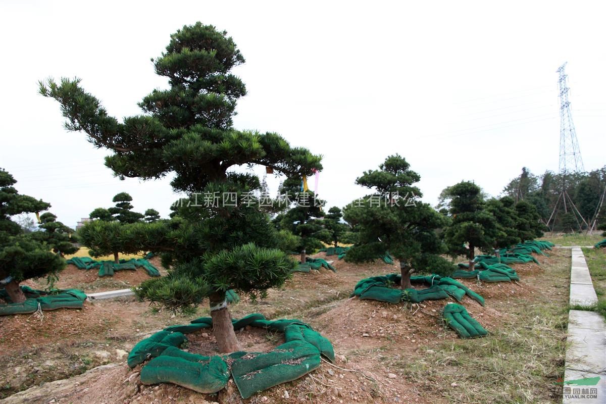 罗汉松,罗汉松供应,2014年造型罗汉松价格,造型罗汉松