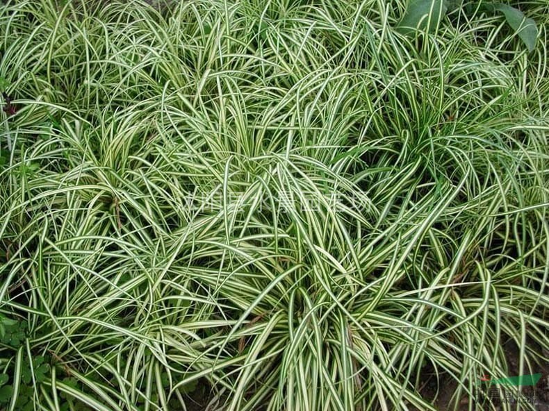 供应金叶苔草 金叶苔草苗 沭阳金叶苔草价格