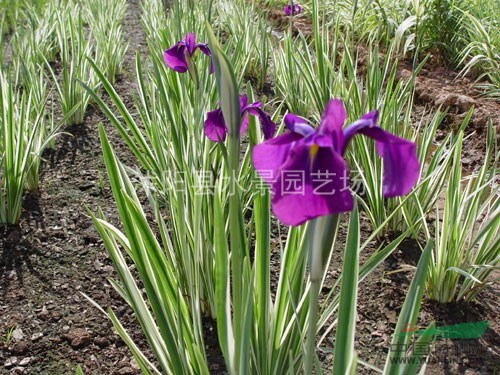 大量水生植物玉蝉花 玉蝉花基地 地被植物 水生植物