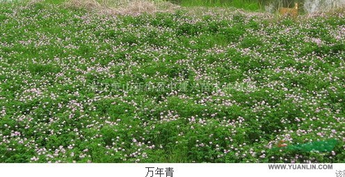 长期供应万年青,樱,鸢尾等地被植物