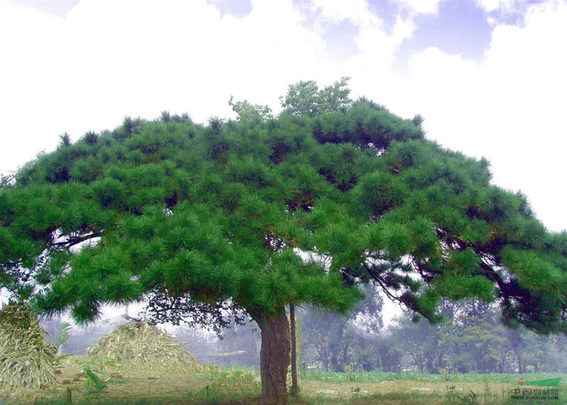 雪松树,南京雪松,雪松价格,雪松价格