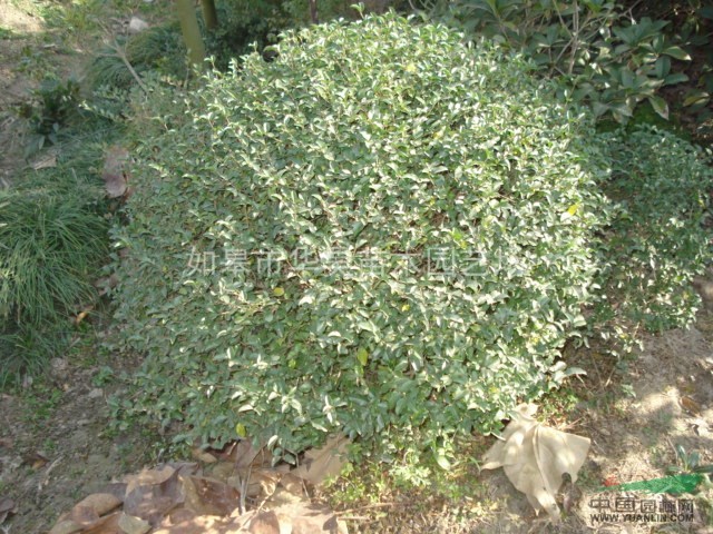 小叶女贞(学名:Ligustrum quihoui Carr.)是木犀科女贞属的小灌木;叶薄革质;花白色,香,无梗;花冠筒和花冠裂片等长;花药超出花冠裂片。核果宽椭圆形,黑色。生境是沟边,路旁,河边灌丛中,山坡。小叶女贞主枝叶紧密、圆整,庭院中常栽植观赏,为园林绿化的重要绿篱材料;叶入药,具清热解毒等功效,治烫伤、外伤;树皮入药治烫伤。抗多种有毒气体,是优良的抗污染树种;它叶小、常绿,且耐修剪,生长迅速,也是制作盆景的优良树种。形态特征:小叶女贞,落叶灌木,高13米。小枝淡棕色,圆柱形,密被微柔毛,后脱落