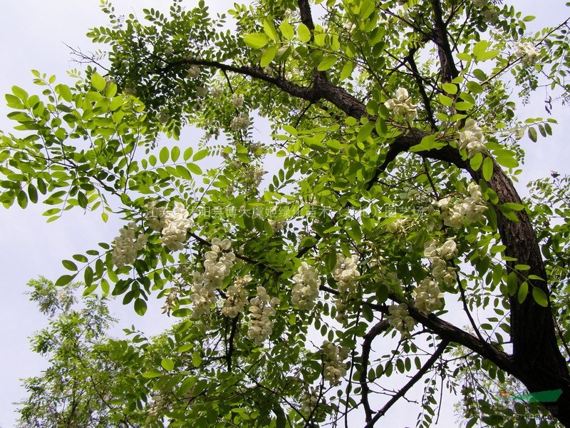 香花槐供应,刺槐图片,香花槐价格表,黄花槐,槐树等绿化苗木