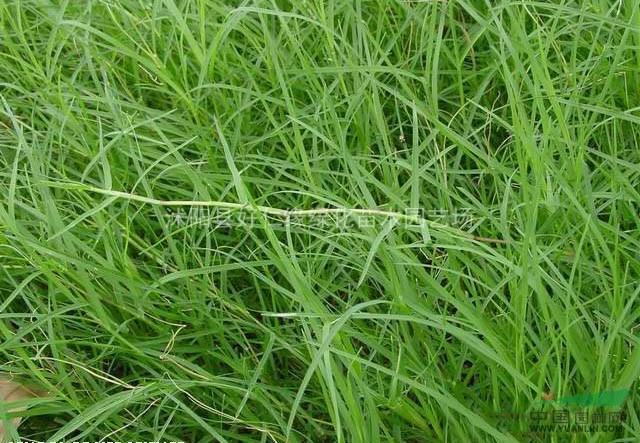 马尼拉草坪,中华结缕草,剪股颖草坪