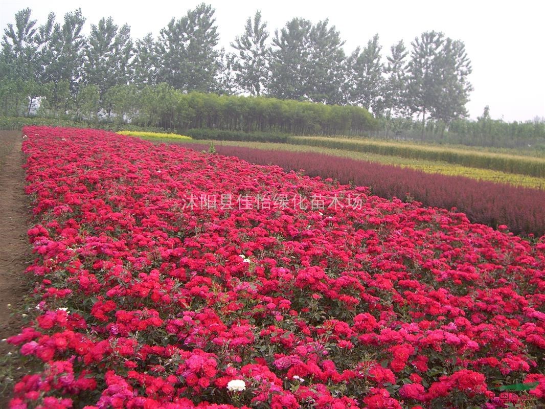 急售丰花月季 红帽 黄帽月季 曼海姆 微型月季 地被月季图片