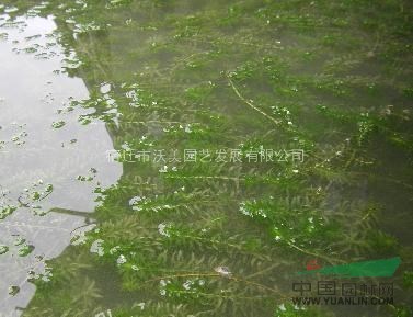 黑藻,水生植物黑藻,沭阳黑藻基地