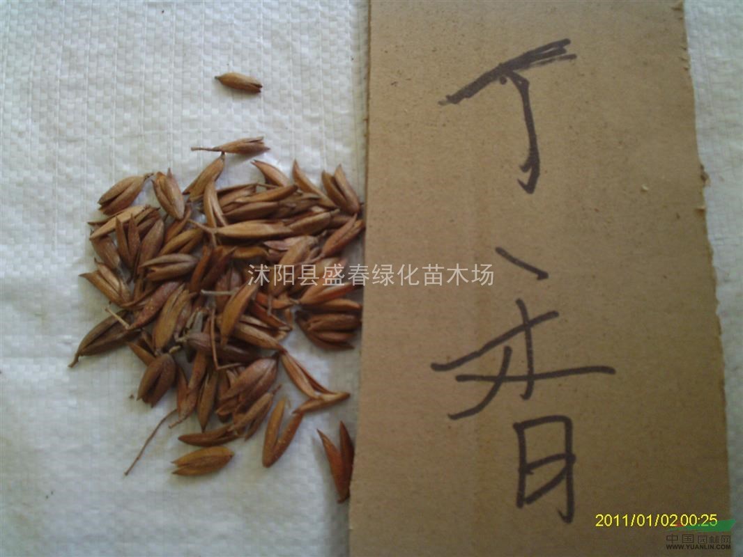 盛春大量供应紫丁香种子 白丁香种子 丁香种子