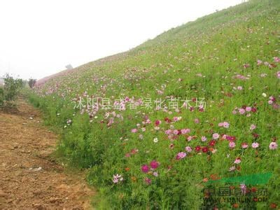 销售 景观花卉种子 菊科 护坡花卉种子 波斯菊种子