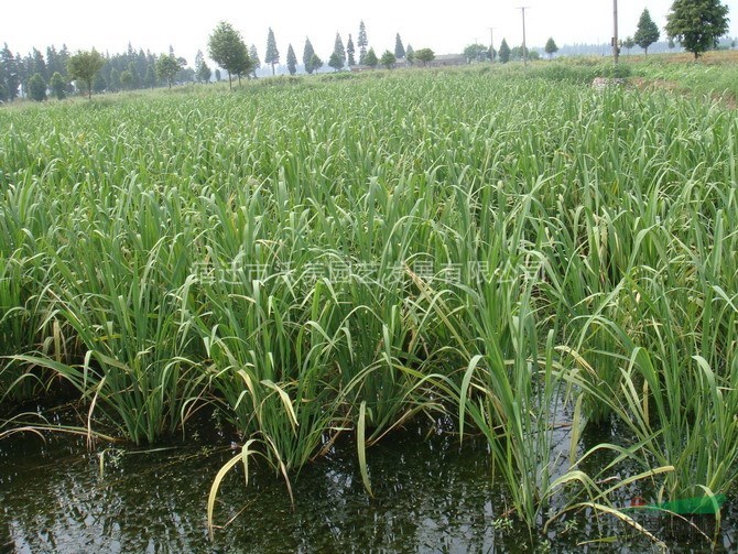 野茭白,水生植物野茭白,沭阳野茭白基地