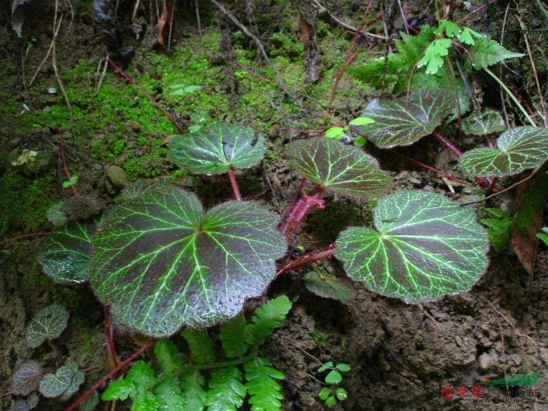 虎耳草图片虎耳草报价