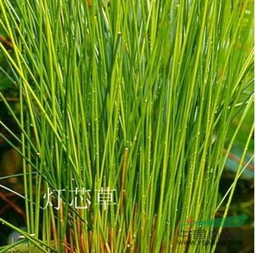 荠菜,凤尾草