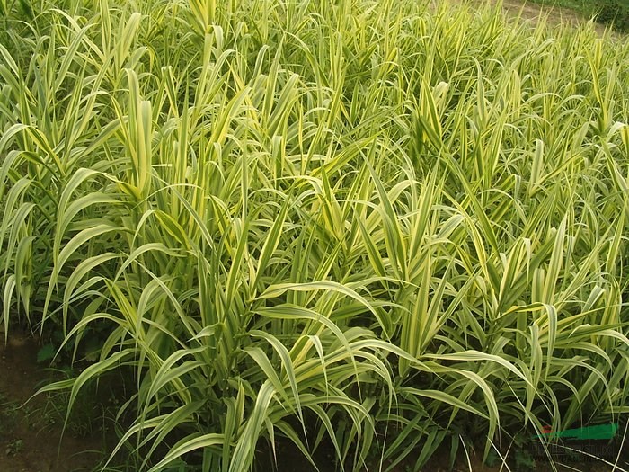 荠菜,凤尾草