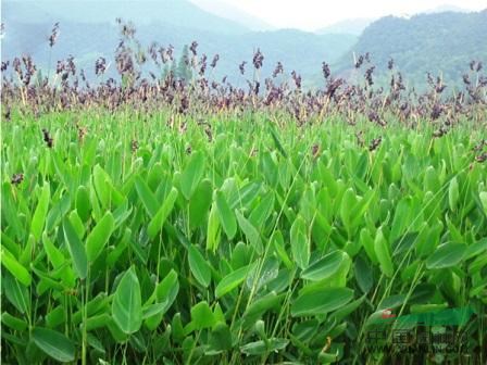 荠菜,凤尾草