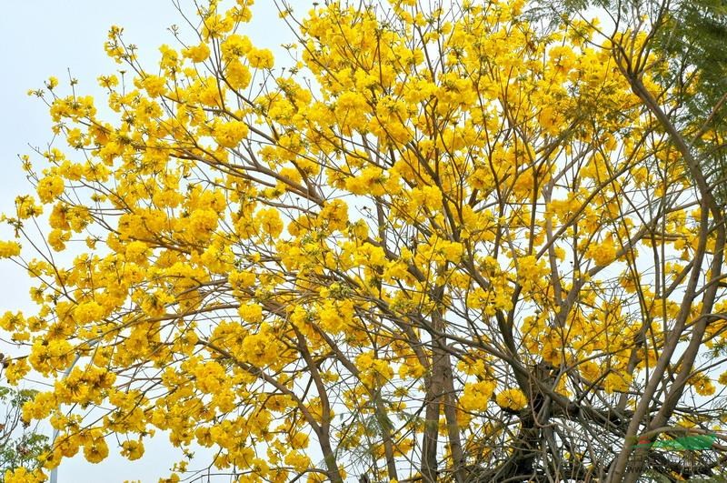 漳州黄花风铃木,福建红花风铃木