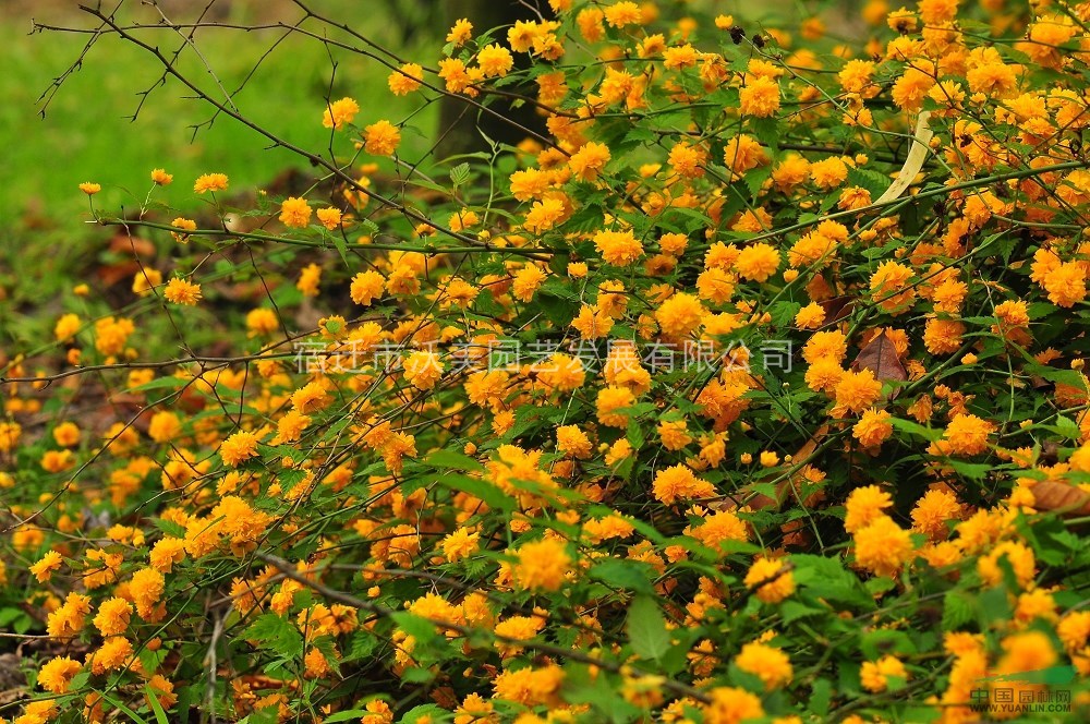 棣棠,棣棠沭阳种植基地,棣棠苗,沭阳棣棠