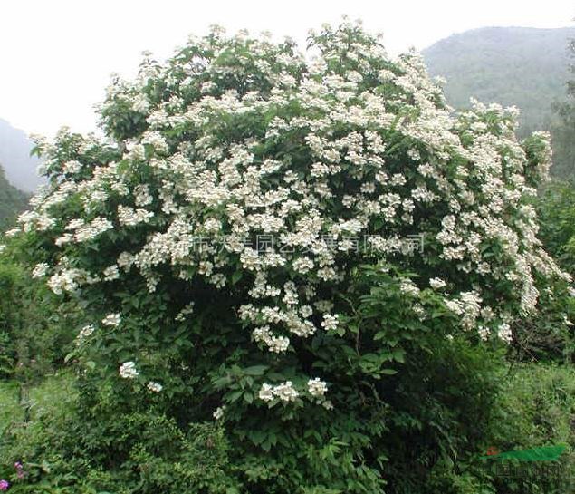 三裂绣线菊,绣线菊基地,沭阳三裂绣线菊