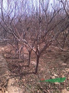 供46公分核桃树苹果树桃树李子树