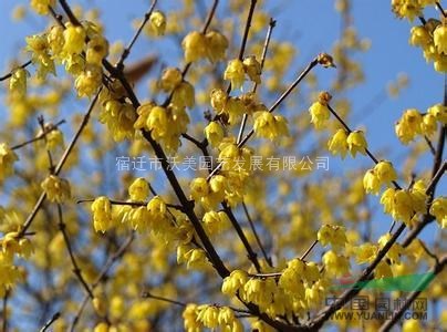 腊梅,腊梅基地,沭阳腊梅种植基地,沭阳腊梅图片