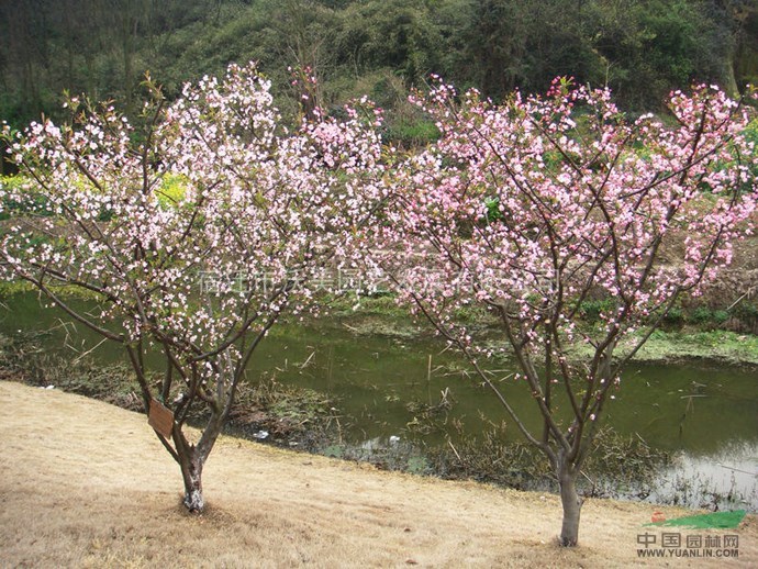 垂丝海棠,垂丝海棠基地,垂丝海棠苗,沭阳垂丝海棠