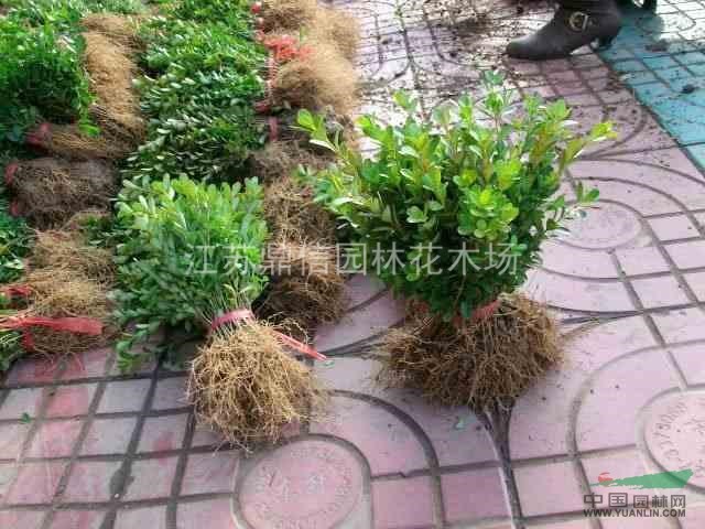 三角枫,紫丁香