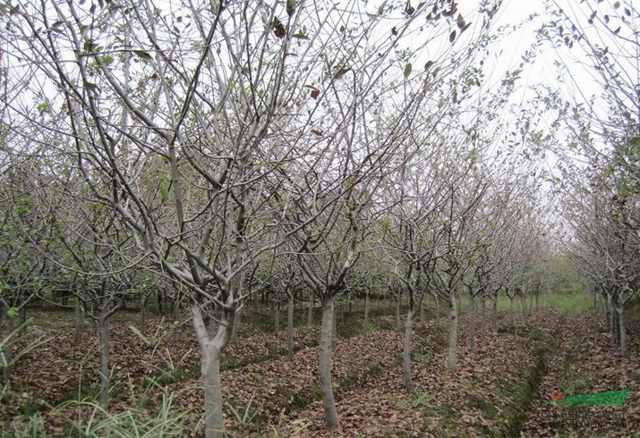 萧山垂丝海棠d1-10,树形美,土球好,苗圃看货起苗