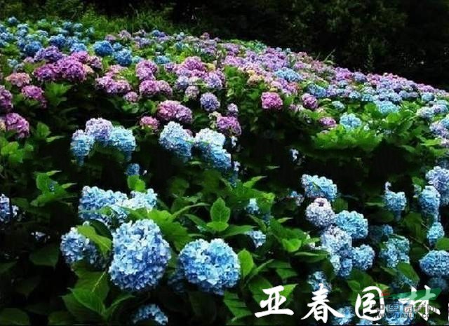 绣球花,绣球花种子,别名:八仙花,紫绣球,绣球花基地