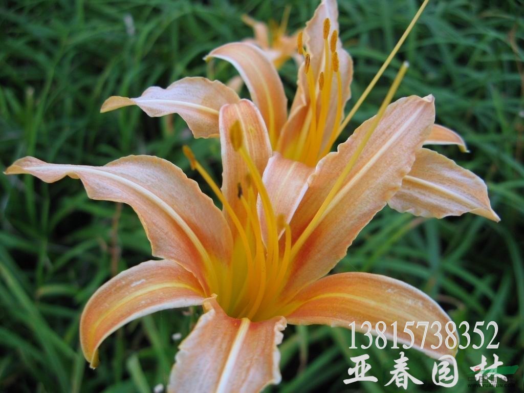 大花萱草种子,大花萱草,苏北大苞萱草种子