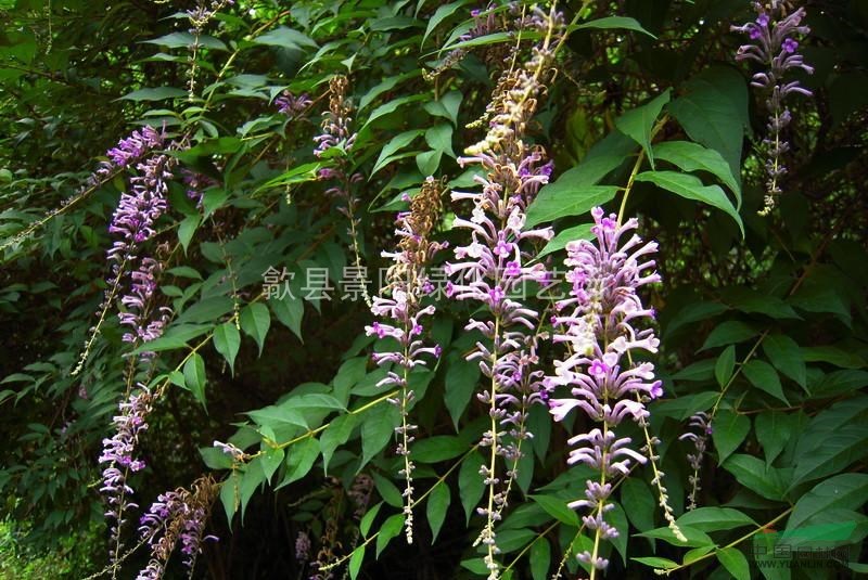 醉鱼草,大叶醉鱼 别称:闭鱼花,痒见消,鱼尾草