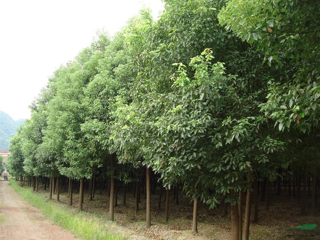 香樟树 南樟 南京广玉兰 栾树