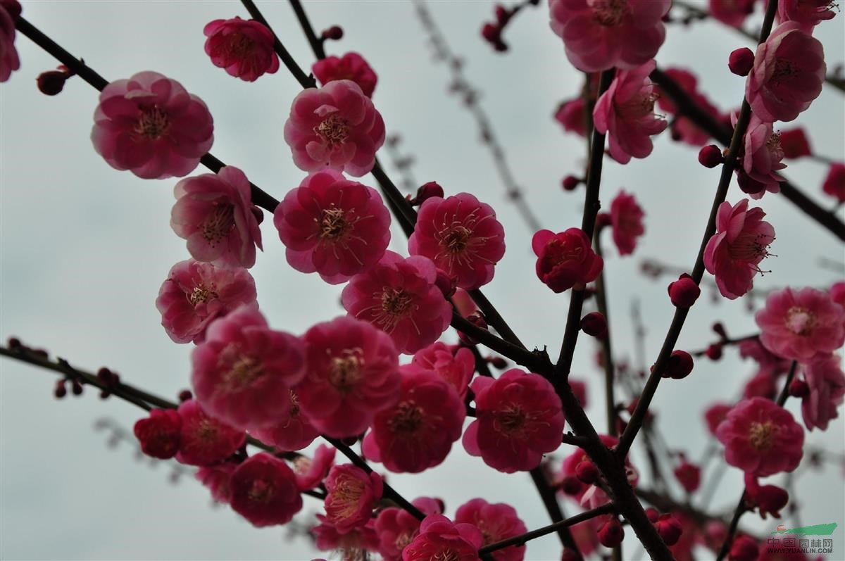 红梅,红梅桩,珍珠梅,榆叶梅