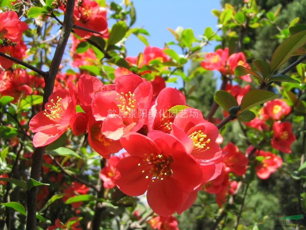桃花源林场 产品供应 矮海棠,贴梗海棠,铁脚海棠,铁杆海棠,皱皮木瓜